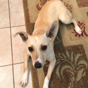 Meet your Posher, Ana & ilie